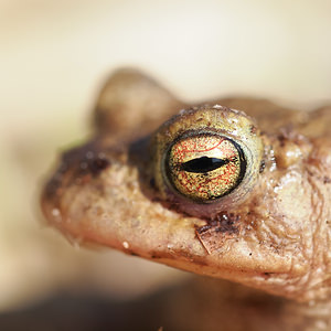 Bufo bufo Crapaud commun Common Toad