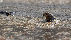 Bufo bufo Crapaud commun Common Toad