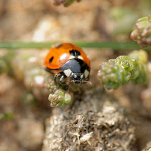 Coccinella septempunctata (Coccinellidae)  - Coccinelle à 7 points, Coccinelle, Bête à bon Dieu - Seven-spot Ladybird Nord [France] 29/03/2014