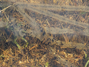 Epidalea calamita (Bufonidae)  - Crapaud calamite - Natterjack Nord [France] 29/03/2014 - 10m