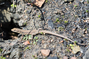 Podarcis muralis (Lacertidae)  - Lézard des murailles - Common Wall Lizard Nord [France] 09/03/2014 - 20m