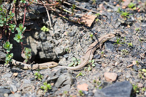 Podarcis muralis (Lacertidae)  - Lézard des murailles - Common Wall Lizard Nord [France] 09/03/2014 - 20m