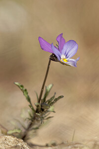 Viola tricolor subsp. curtisii (Violaceae)  - Violette de Curtis, Pensée de Curtis Nord [France] 29/03/2014 - 10m