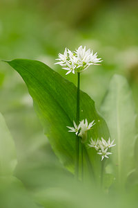 Allium ursinum (Amaryllidaceae)  - Ail des ours, Ail à larges feuilles - Ramsons Meuse [France] 20/04/2014 - 200m