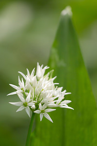 Allium ursinum (Amaryllidaceae)  - Ail des ours, Ail à larges feuilles - Ramsons Meuse [France] 20/04/2014 - 200m