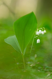 Convallaria majalis (Asparagaceae)  - Muguet de mai, Muguet, Clochette des bois - Lily-of-the-valley  [France] 19/04/2014 - 190m