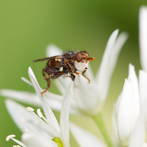 Myopa buccata (Conopidae)  Meuse [France] 20/04/2014 - 200m