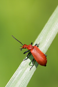 Pyrochroa serraticornis (Pyrochroidae)  - Mazarin des écorces, Cardinal à tête rouge - Common Cardinal Beetle Marne [France] 20/04/2014 - 190m