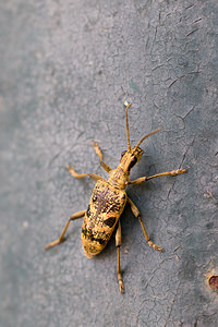 Rhagium mordax (Cerambycidae)  - Rhagie suspicieuse, Rhagie mordante Marne [France] 20/04/2014 - 190m