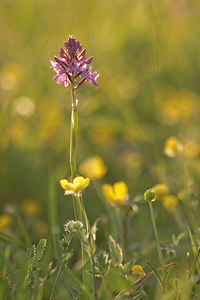 Anacamptis pyramidalis (Orchidaceae)  - Orchis pyramidal - Pyramidal Orchid Aube [France] 09/05/2014 - 290m