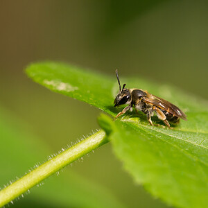 Andrena flavipes (Andrenidae)  - Yellow Legged Mining Bee Nord [France] 04/05/2014 - 40m