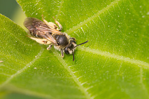 Andrena flavipes (Andrenidae)  - Yellow Legged Mining Bee Nord [France] 04/05/2014 - 40m