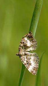 Epirrhoe rivata (Geometridae)  - Mélanippe claire - Wood Carpet Ath [Belgique] 17/05/2014 - 30m