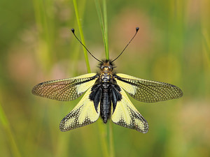 Libelloides coccajus (Ascalaphidae)  - Ascalaphe soufré Lozere [France] 30/05/2014 - 780m