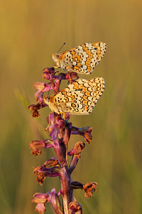 Melitaea cinxia (Nymphalidae)  - Mélitée du Plantain - Glanville Fritillary Aveyron [France] 31/05/2014 - 800m