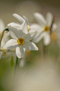 Narcissus poeticus (Amaryllidaceae)  - Narcisse des poètes - Pheasant's-eye Daffodil Cantal [France] 30/05/2014 - 1120m