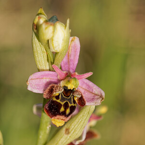 Ophrys scolopax (Orchidaceae)  - Ophrys bécasse Aveyron [France] 31/05/2014 - 790m