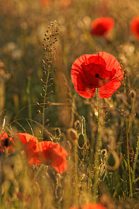 Papaver rhoeas (Papaveraceae)  - Coquelicot, Grand coquelicot, Pavot coquelicot - Common Poppy Aveyron [France] 31/05/2014 - 790m