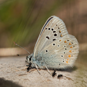 Polyommatus dorylas (Lycaenidae)  - Azuré du Mélilot, Argus turquoise, Azuré - Turquoise Blue Aveyron [France] 31/05/2014 - 810m