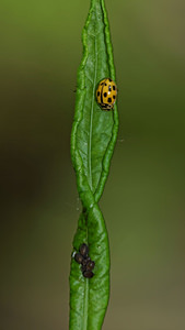 Propylea quatuordecimpunctata (Coccinellidae)  - Coccinelle à damier, Coccinelle à 14 points, Coccinelle à sourire Ath [Belgique] 17/05/2014 - 30m