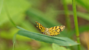 Pseudopanthera macularia Panthère Speckled Yellow