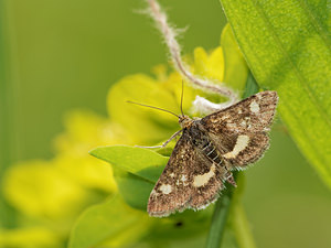 Pyrausta aurata (Crambidae)  - Pyrauste de la Menthe  [France] 10/05/2014 - 290m