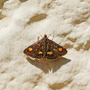 Pyrausta aurata (Crambidae)  - Pyrauste de la Menthe Nord [France] 15/05/2014 - 40m