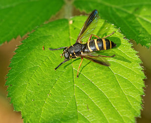 Temnostoma bombylans (Syrphidae)  Ath [Belgique] 17/05/2014 - 30m