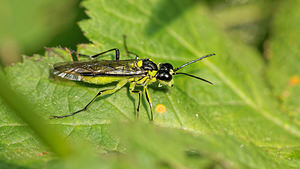 Tenthredo mesomela (Tenthredinidae)  Ath [Belgique] 17/05/2014 - 30m