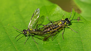 Tenthredo mesomela (Tenthredinidae)  Ath [Belgique] 17/05/2014 - 30m