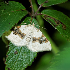 Xanthorhoe montanata (Geometridae)  - Mélanthie montagnarde - Silver-ground Carpet Ath [Belgique] 17/05/2014 - 30m