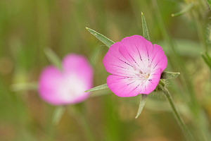 Agrostemma githago (Caryophyllaceae)  - Nielle des blés - Corncockle Aveyron [France] 04/06/2014 - 480m