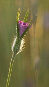 Agrostemma githago (Caryophyllaceae)  - Nielle des blés - Corncockle Aveyron [France] 05/06/2014 - 770m