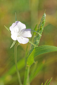 Agrostemma githago (Caryophyllaceae)  - Nielle des blés - Corncockle Aveyron [France] 06/06/2014 - 640m