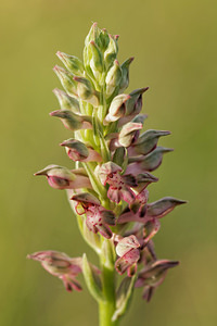 Anacamptis coriophora (Orchidaceae)  - Orchis punaise Aveyron [France] 06/06/2014 - 590m