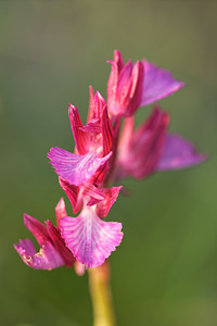 Anacamptis papilionacea (Orchidaceae)  - Anacamptide papilionacée, Orchis papillon Aveyron [France] 02/06/2014 - 410m