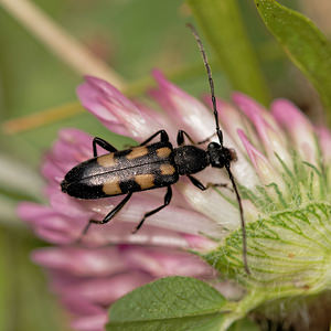 Anoplodera sexguttata (Cerambycidae)  - Lepture goutte de miel Aveyron [France] 04/06/2014 - 680m