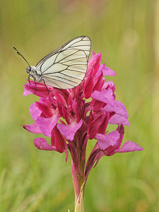 Aporia crataegi (Pieridae)  - Gazé Aveyron [France] 02/06/2014 - 410m