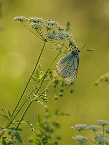 Aporia crataegi (Pieridae)  - Gazé Allier [France] 07/06/2014 - 200m