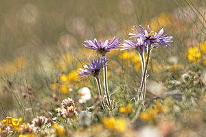 Aster alpinus Aster des Alpes