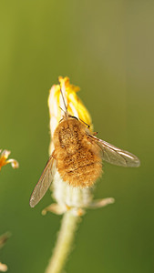 Bombylius minor (Bombyliidae)  - Heath Bee-fly Aveyron [France] 05/06/2014 - 730m
