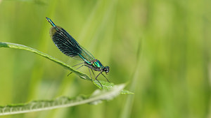 Calopteryx virgo (Calopterygidae)  - Caloptéryx vierge - Beautiful Damselfly Allier [France] 08/06/2014 - 200m