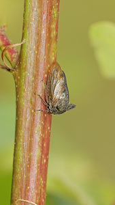 Centrotus cornutus (Membracidae)  - Demi-diable - Horned Tree Hopper Aveyron [France] 04/06/2014 - 540m