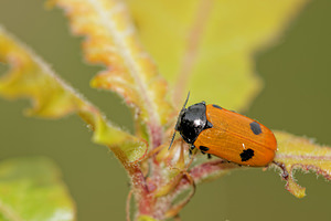 Clytra quadripunctata (Chrysomelidae)  - Clytre à petites taches Aveyron [France] 04/06/2014 - 540m