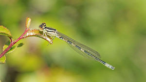 Coenagrion scitulum (Coenagrionidae)  - Agrion mignon - Dainty Damselfly Aveyron [France] 05/06/2014 - 810m