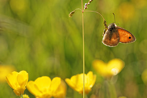Coenonympha pamphilus (Nymphalidae)  - Fadet commun, Procris, Petit Papillon des foins, Pamphile - Small Heath Aveyron [France] 05/06/2014 - 730m