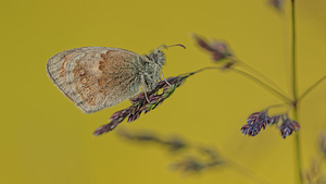 Coenonympha pamphilus (Nymphalidae)  - Fadet commun, Procris, Petit Papillon des foins, Pamphile - Small Heath Aveyron [France] 05/06/2014 - 730m