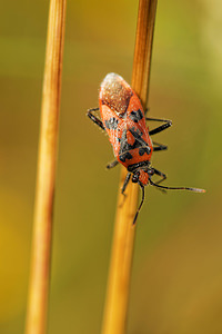 Corizus hyoscyami (Rhopalidae)  - Corise de la jusquiame - Scentless bug Aveyron [France] 05/06/2014 - 730m