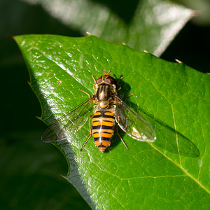 Episyrphus balteatus (Syrphidae)  - Syrphe ceinturé Nord [France] 15/06/2014 - 40m