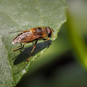 Eristalis tenax (Syrphidae)  - Eristale gluante, Mouche pourceau Nord [France] 22/06/2014 - 40m